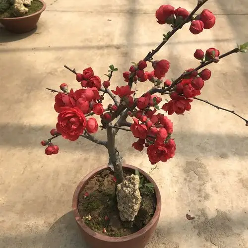 红千鸟海棠花苗盆栽 日本长寿冠海棠花卉观花植物盆景庭院阳台