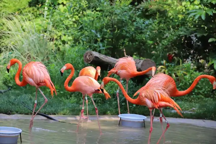 动物园里趣事多