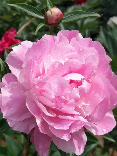 含情脉脉的雨后芍药