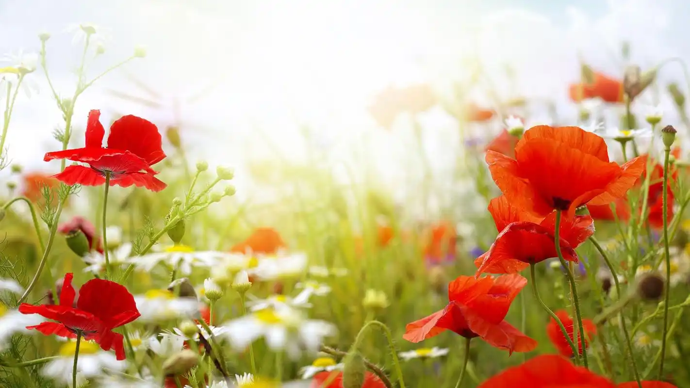 罂粟花唯美高清图片桌面壁纸高清大图预览1920x1080_植物壁纸下载_美