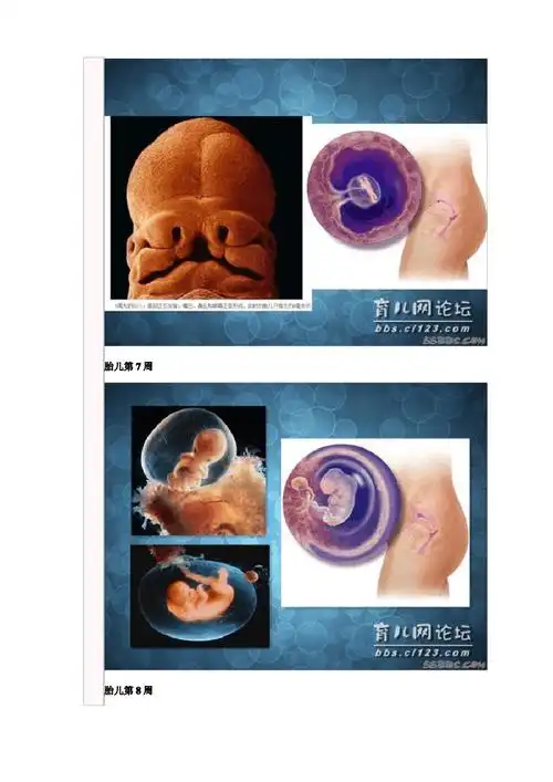 胎儿在母体内10个月的生长发育过程图文pdf24页