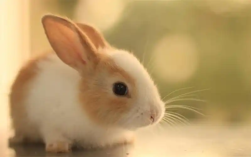 可爱呆萌短腿棕色兔子简约治愈系高清桌面壁纸(2)