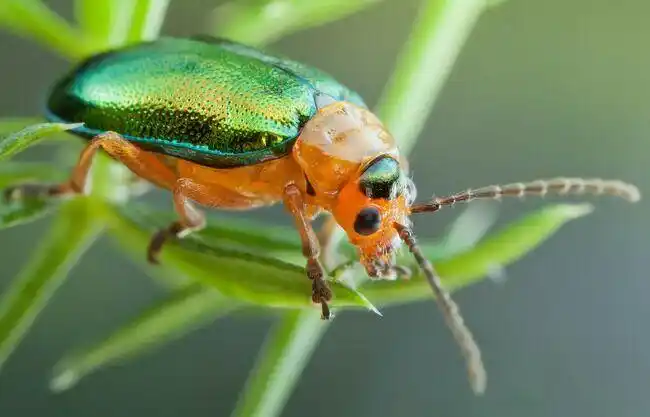 金龟子怎么防治?