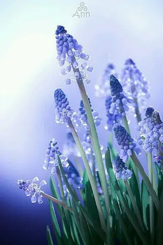 彼岸花.花儿,iphone壁纸.