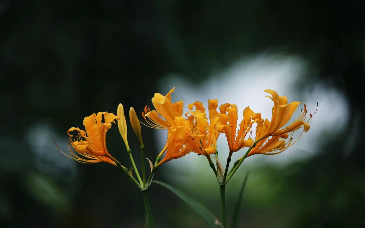 唯美的彼岸花高清桌面壁纸