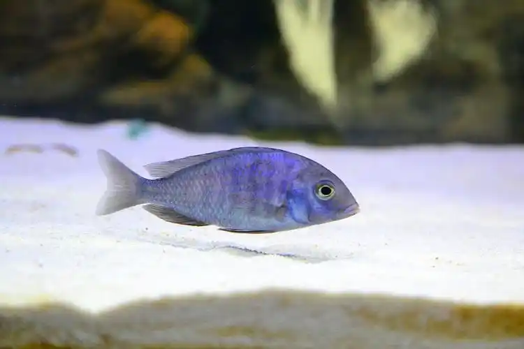 蓝茉莉神奇的含卵了!