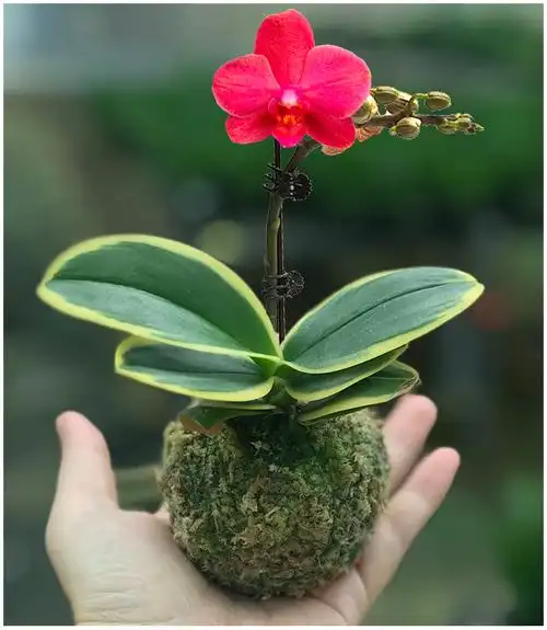 蝴蝶兰迷你金边兰花矮种金叶咖啡带花苞名贵盆栽花卉植物花苗兰草 黑