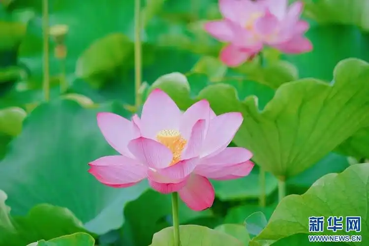 飞阅云南普者黑荷花十里清风鉴水