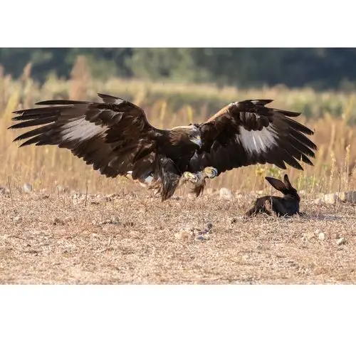 5快门:1/1999 seciso:3200曝光补偿:0 ev【金雕】 第 6 幅查看大图