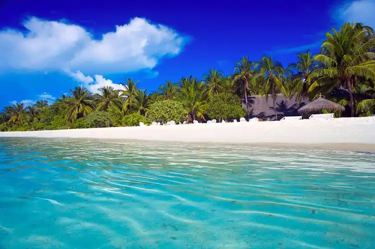 大海沙滩椰子树 图片素材下载-自然风景-自然景观-图片素材 - 集图网