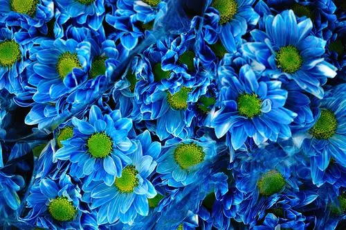 菊花,很多,,蓝色,天蓝色,花卉壁纸,照片,下载