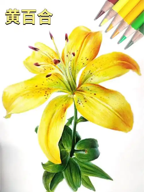 彩铅花卉黄百合内附详细步骤图