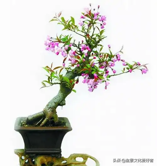 垂丝海棠的特点是什么(垂丝海棠盆景的欣赏)插图