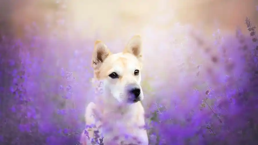 可爱萌物小狗高清电脑壁纸 可爱萌物,小狗,小动物,金毛