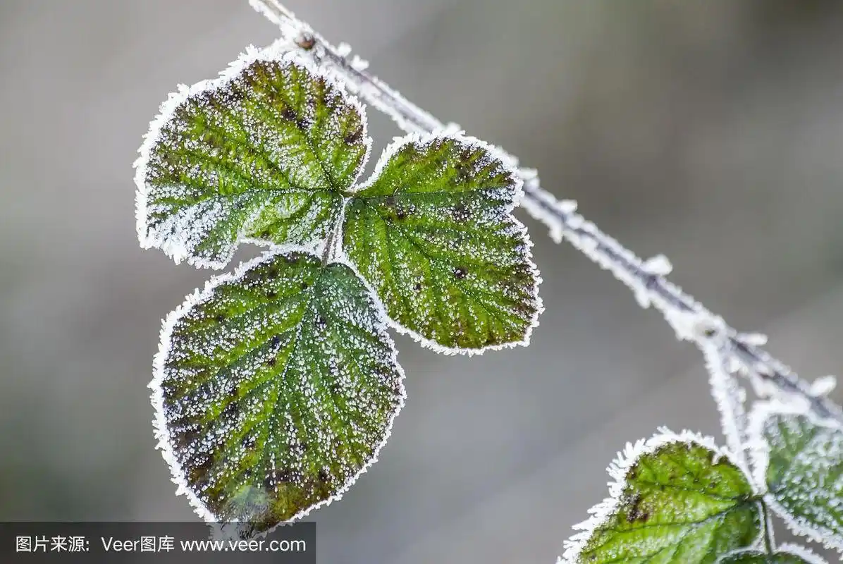 覆盖着霜冻的荆棘叶