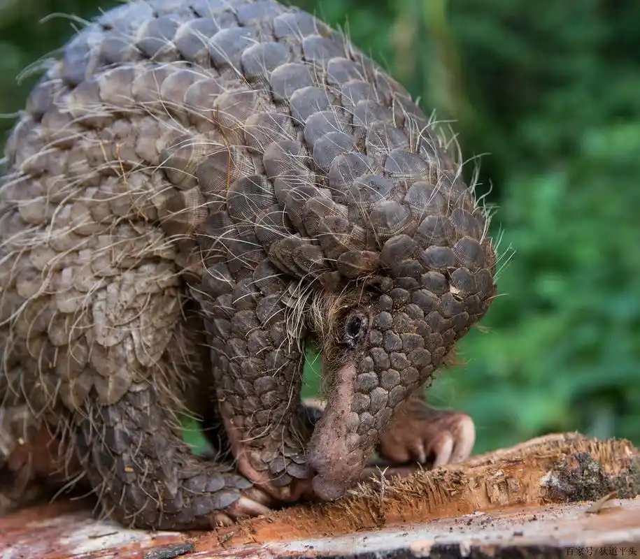 可作为素材的真实动物图片(附高清图)
