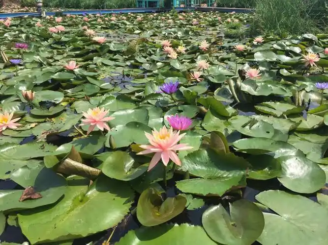 九品莲花盛情邀约,罗浮山绿芙蓉养生山庄