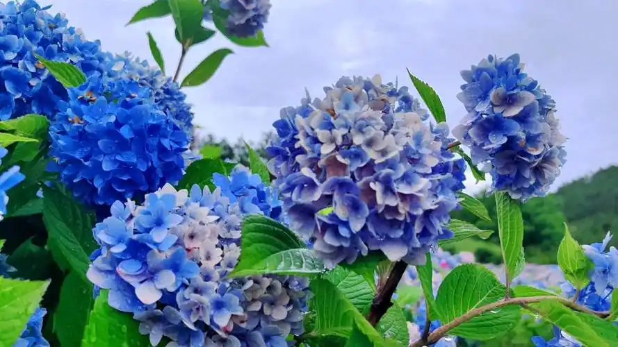 云南昭阳绣球花雨中唯美绽放美不胜收