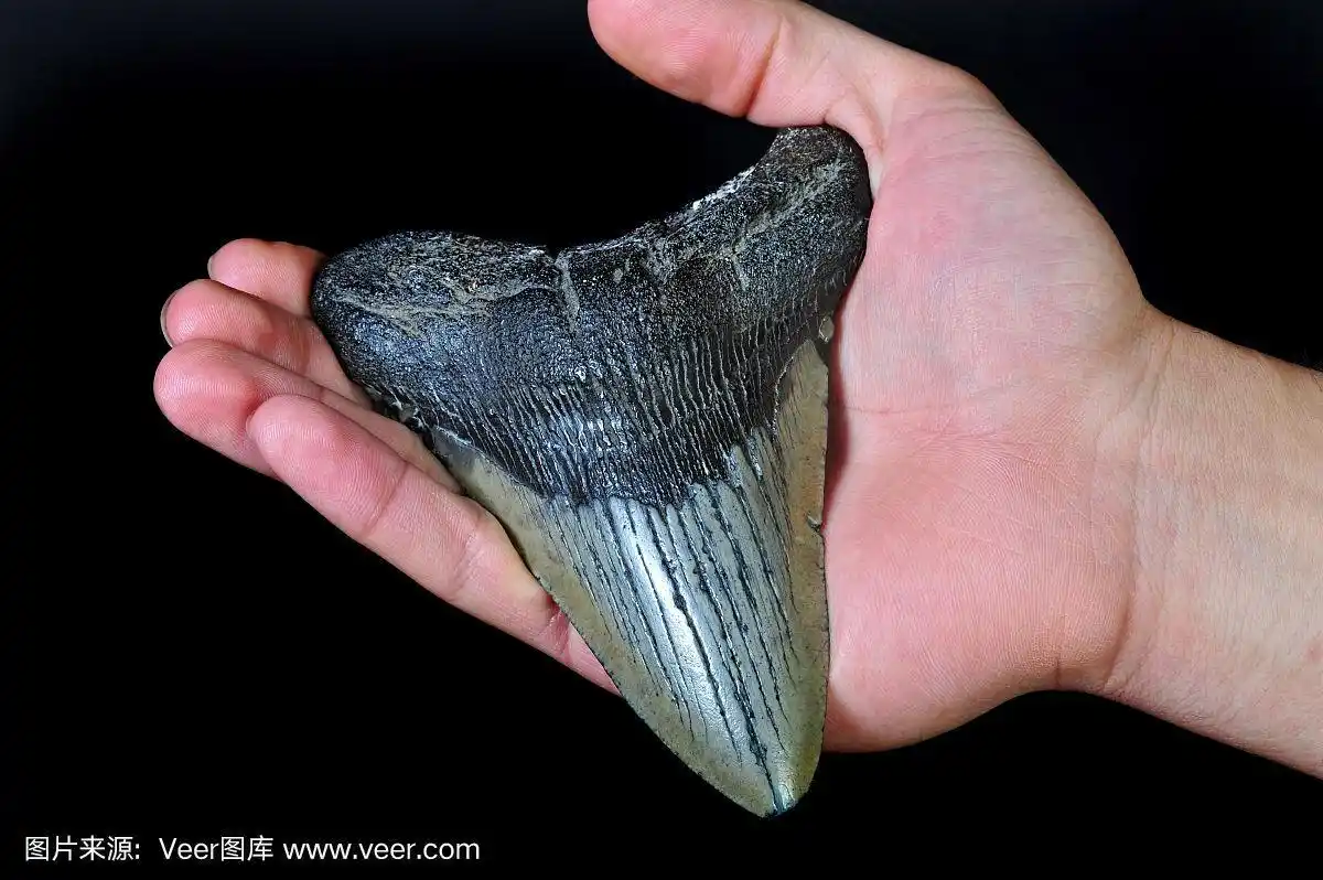 大巨齿鲨的牙齿.