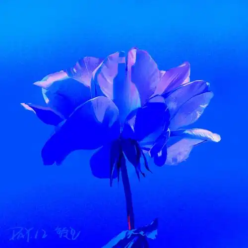 day12亮光和蓝色的花