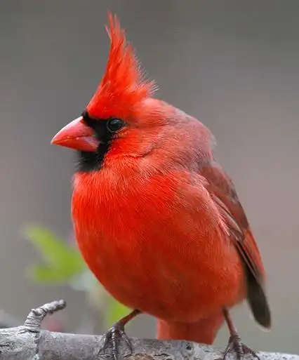 请问这是什么鸟愤怒的小鸟
