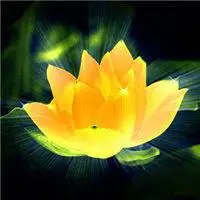 佛教莲花图片大全头像最好看漂亮的佛教莲花图片