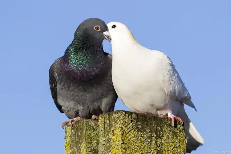 q1:鸽子多大开始配对合适五六月算幼鸽期,可以参加幼鸽赛,信鸽一岁