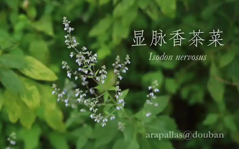 arapallas的相册辰山植物园2017