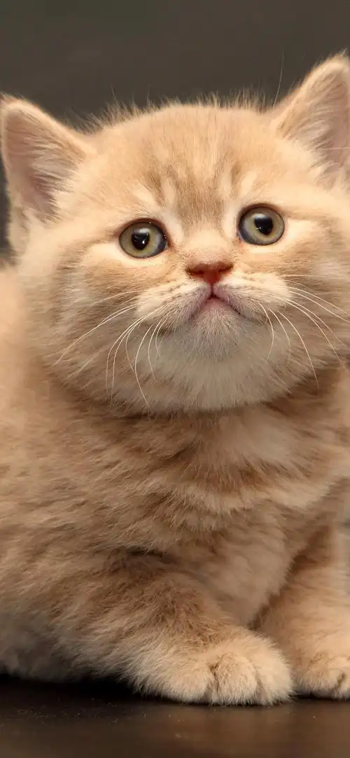 英国短毛猫毛茸茸的小猫可爱的宠物iphone壁纸