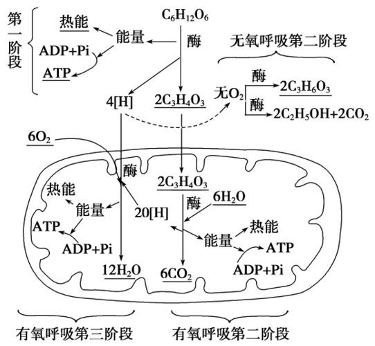 细胞呼吸(Ⅱ).2.实验:探究酵母菌的呼吸方
