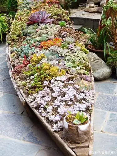 中国最美的尼姑庵里种满多肉?盘点多肉界的网红圣地