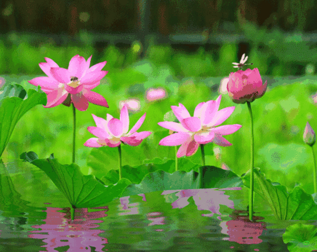 夏日荷韵(tony 荷花诗词集)