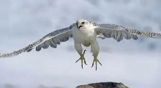 据说每十万只神鹰中才出一只,而这一只就是"神的使者",所以满族人对他