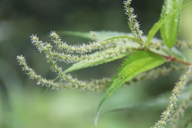 庆元植物1217-荨麻科-苎麻属-海岛苎麻