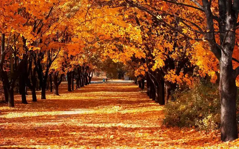 感觉秋天真的来了