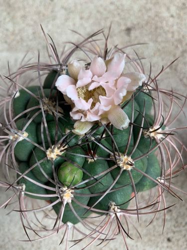 四海园艺新天地仙人球狂粗刺易养开花株实生大球多肉植物