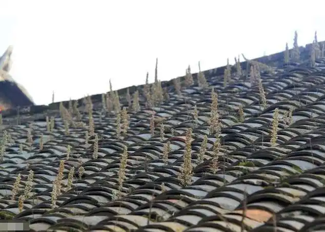 难得一见的瓦楞草长在屋顶形似多肉如今已绝迹