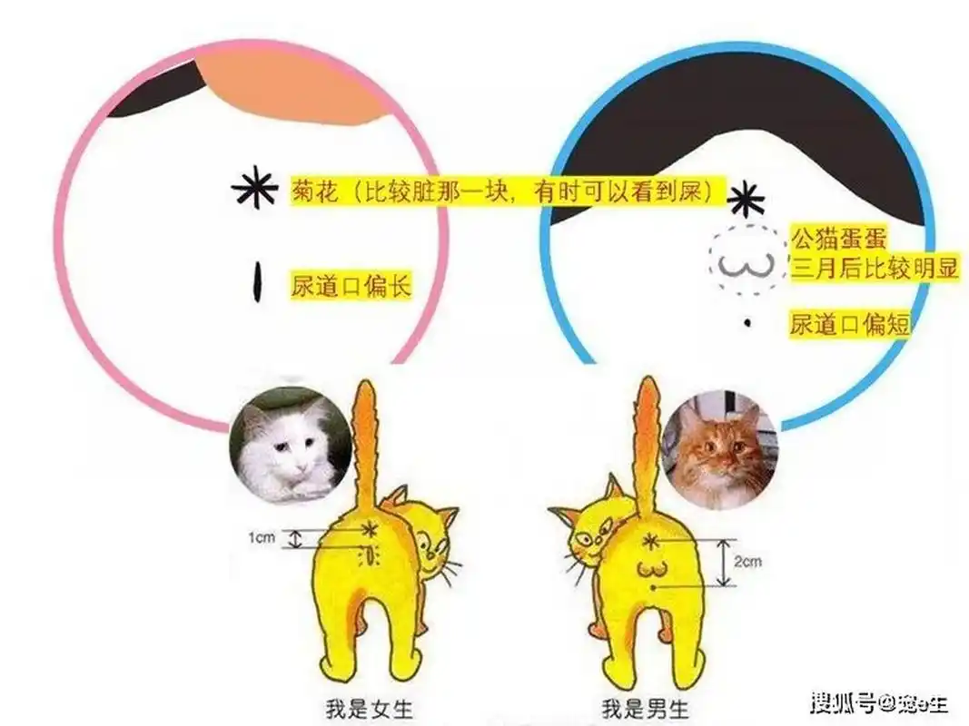 如何分辨猫的公母?