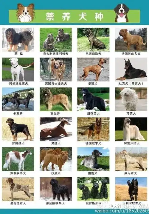 捕获的流浪犬送哪去了