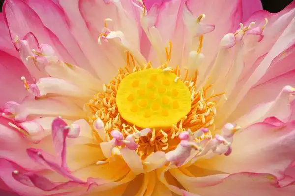 粉色,漂亮,荷花,佛教,宗教