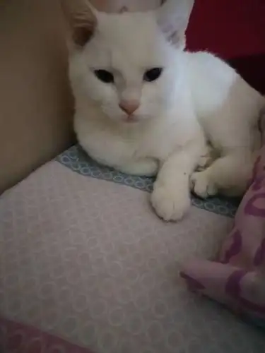 蓝眼睛白色不笼,值钱么有人说是波斯猫看这不是我感觉像普通土猫?