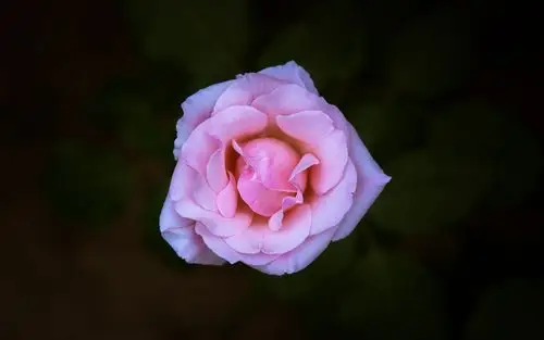 唯美花卉特写摄影高清桌面壁纸