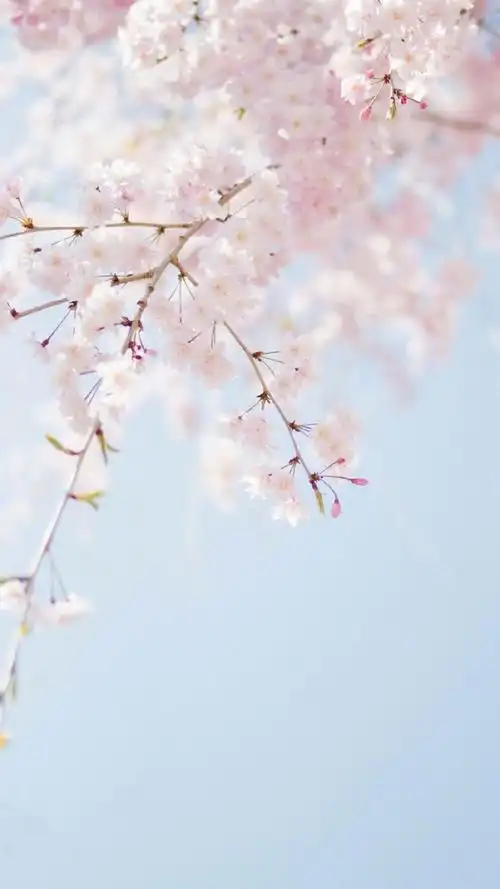 唯美粉色花卉图片手机壁纸