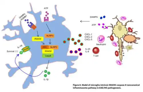 南京医科大学发现小胶质细胞引发中枢神经验证的新证据