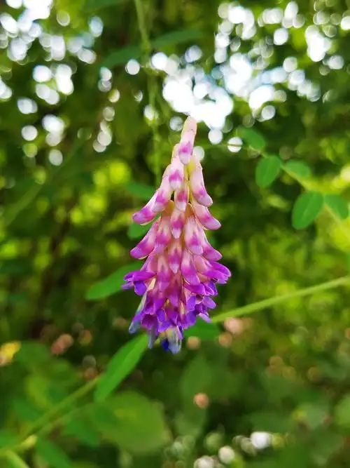 秀美艳丽 野豌豆花