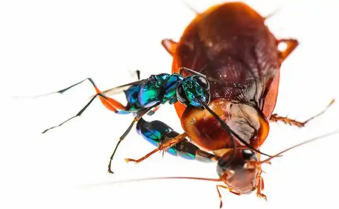 蟑螂的天敌有多厉害?大脑被控制,成为孵卵器!