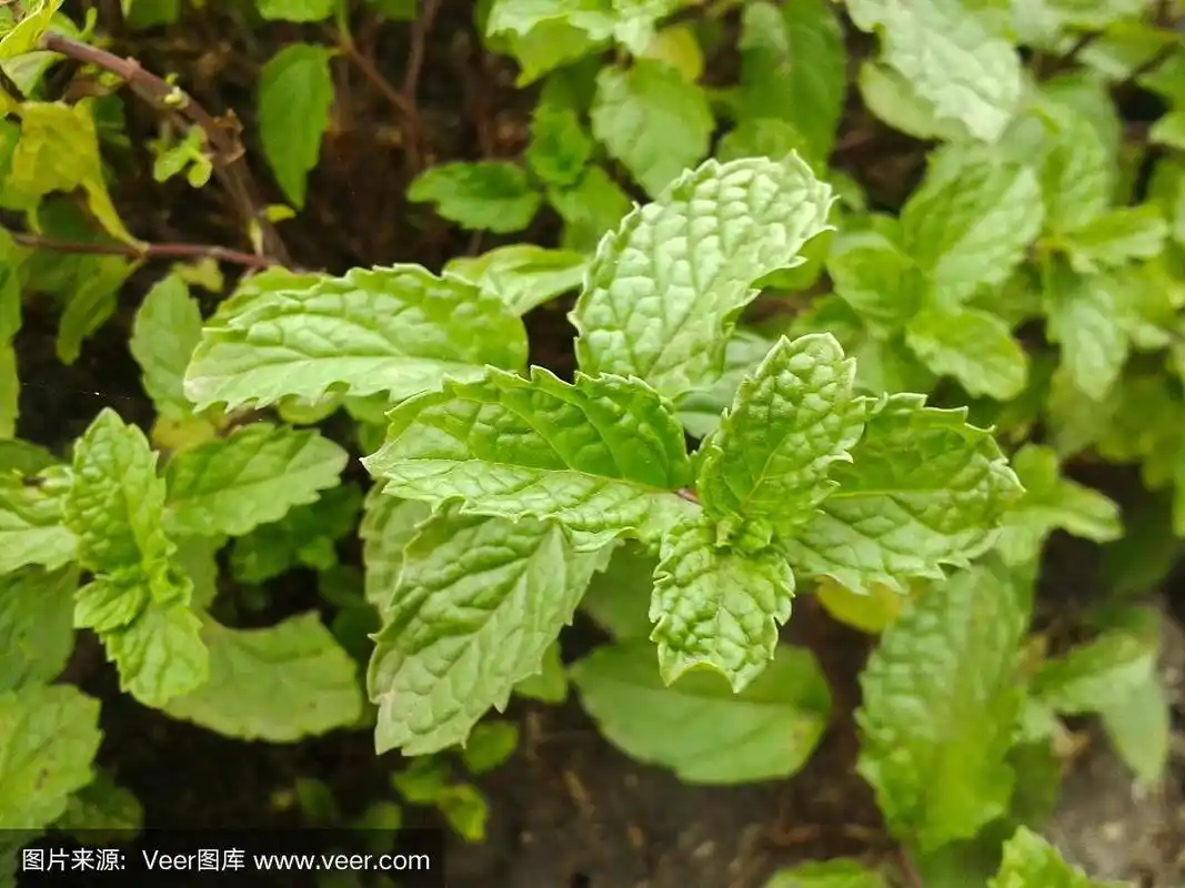 花园里的薄荷树