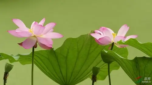 荷花两朵