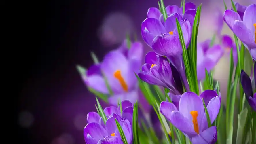 紫色的花朵,番红花,朦胧的背景 iphone 壁纸