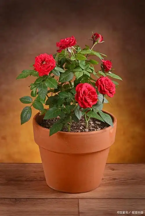 冬天的月季要怎么养护呢?注意以下几点,让你的盆栽平安过冬